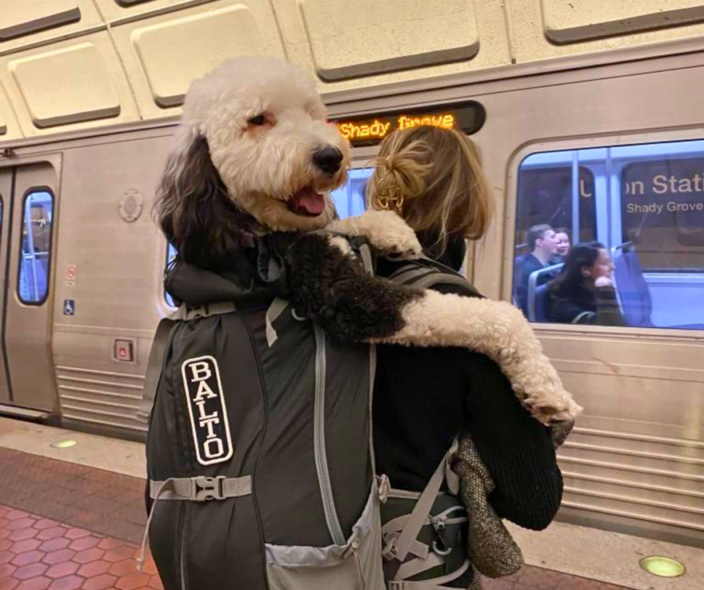 Dog being carried in a backpack